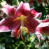 Lily garden - jak zasadit a pečovat o květinu v zemi